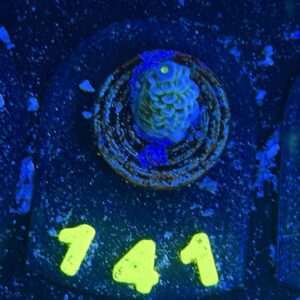 Acropora tenuis S, WYSIWYG