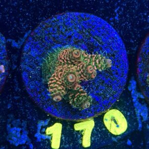 Acropora millepora S, WYSIWYG