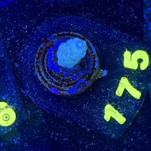 Acropora tenuis S, WYSIWYG