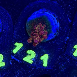 Acropora PC Rainbow S, WYSIWYG