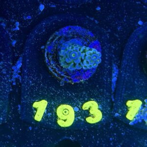 Acropora tenuis S, WYSIWYG