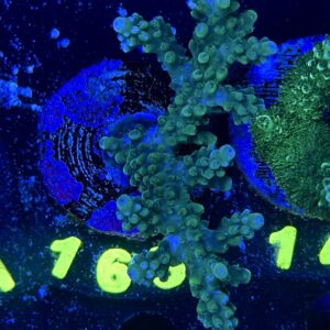 Acropora sp M, WYSIWYG