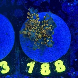 Acropora pikachu , WYSIWYG