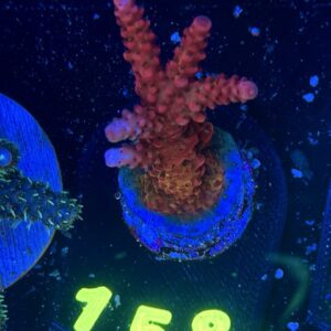 Acropora PC Rainbow , WYSIWYG