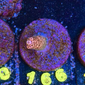 Acropora millepora S, WYSIWYG