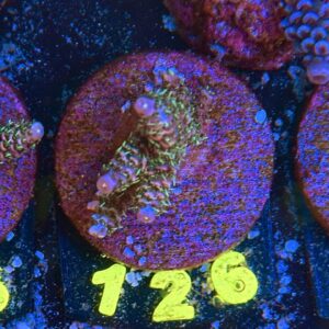 Acropora millepora S, WYSIWYG