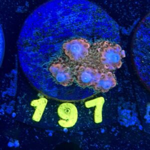 Acropora millepora S, WYSIWYG