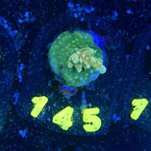 Acropora sp S, WYSIWYG