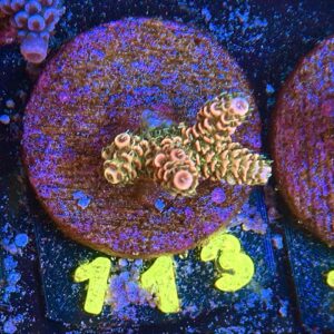 Acropora millepora S, WYSIWYG