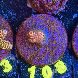 Acropora millepora S, WYSIWYG