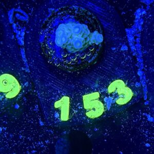 Acropora tenuis S, WYSIWYG