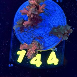 Acropora sp , WYSIWYG