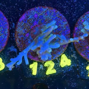 Acropora echinata M, WYSIWYG