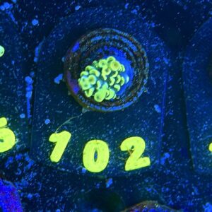 Acropora tenuis S, WYSIWYG