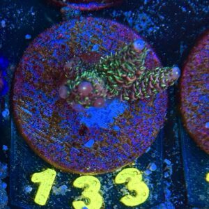 Acropora millepora S, WYSIWYG