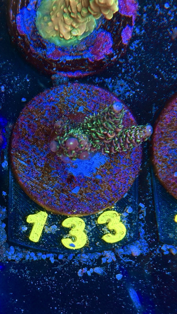 Acropora millepora S, WYSIWYG