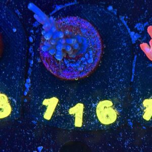 Acropora sp S, WYSIWYG