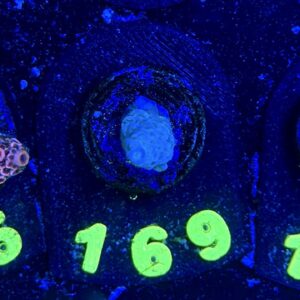 Acropora tenuis S, WYSIWYG