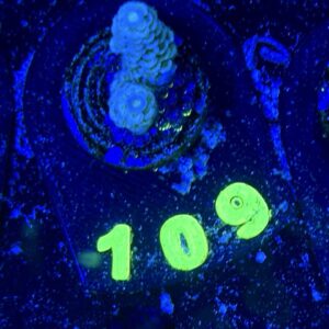 Acropora tenuis S, WYSIWYG