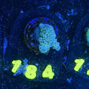 Acropora tenuis S, WYSIWYG