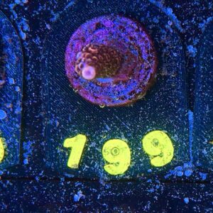 Acropora millepora S, WYSIWYG