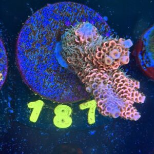 Acropora millepora M, WYSIWYG