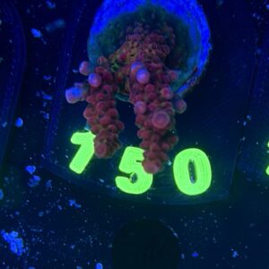 Acropora PC Rainbow , WYSIWYG