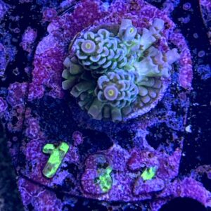 Acropora tenuis S, WYSIWYG