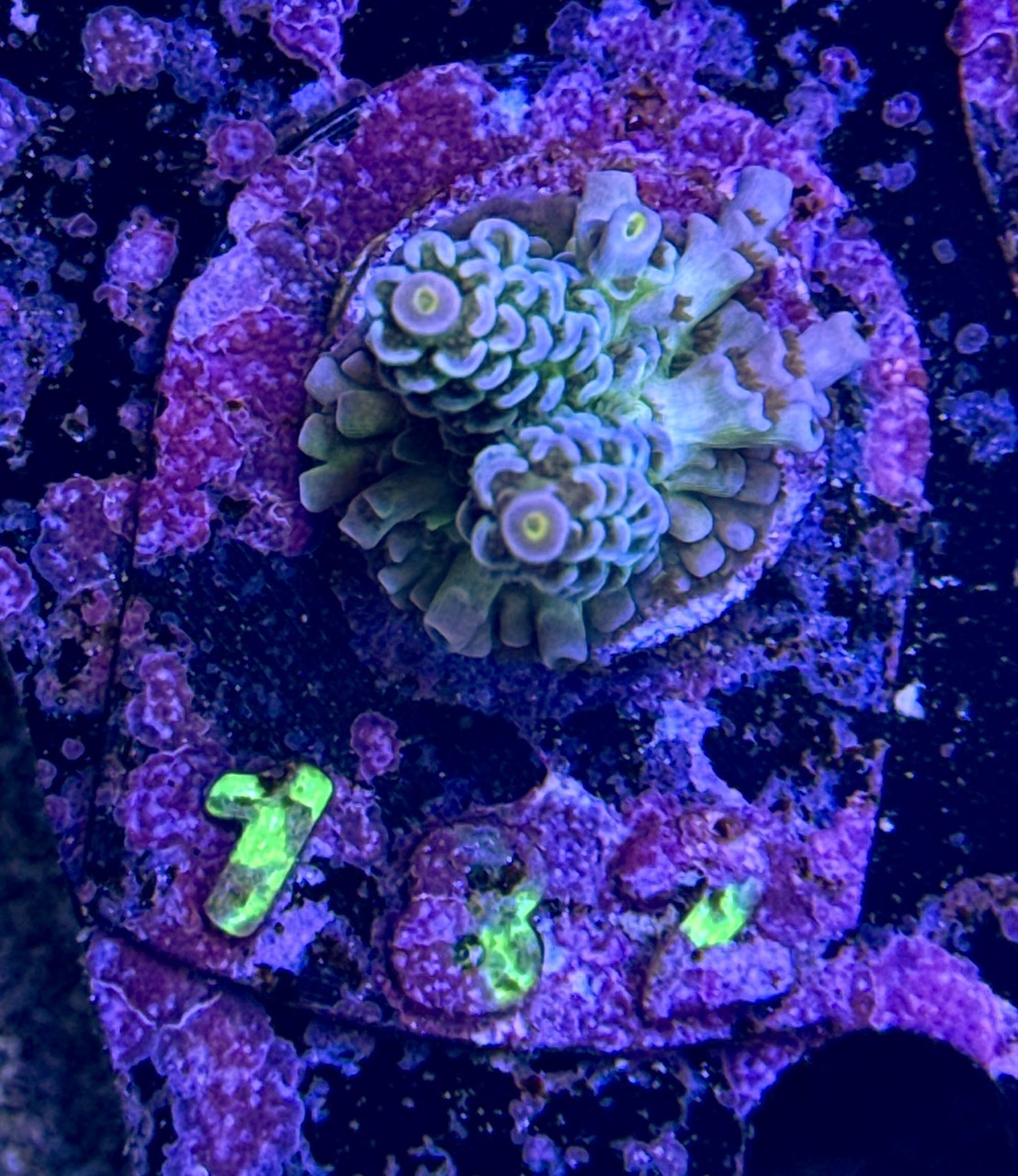 Acropora tenuis S, WYSIWYG