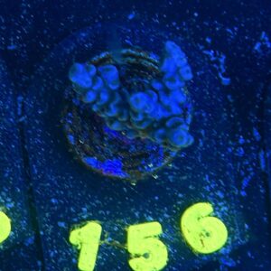 Acropora tenuis S, WYSIWYG