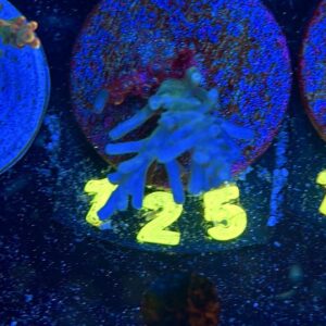 Acropora echinata M, WYSIWYG