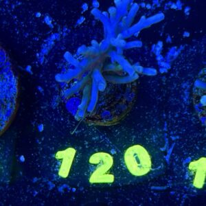 Acropora echinata M, WYSIWYG