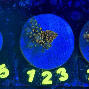 Acropora pikachu , WYSIWYG