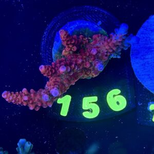 Acropora PC Rainbow , WYSIWYG