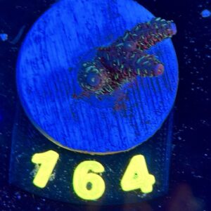 Acropora millepora , WYSIWYG