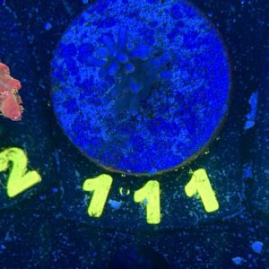 Acropora echinata S, WYSIWYG