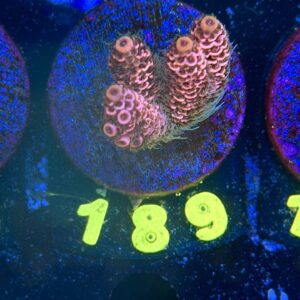 Acropora millepora M, WYSIWYG