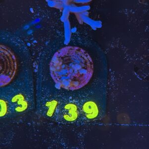 Acropora tenuis S, WYSIWYG