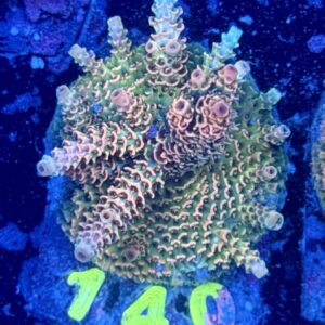 Acropora millepora M, WYSIWYG