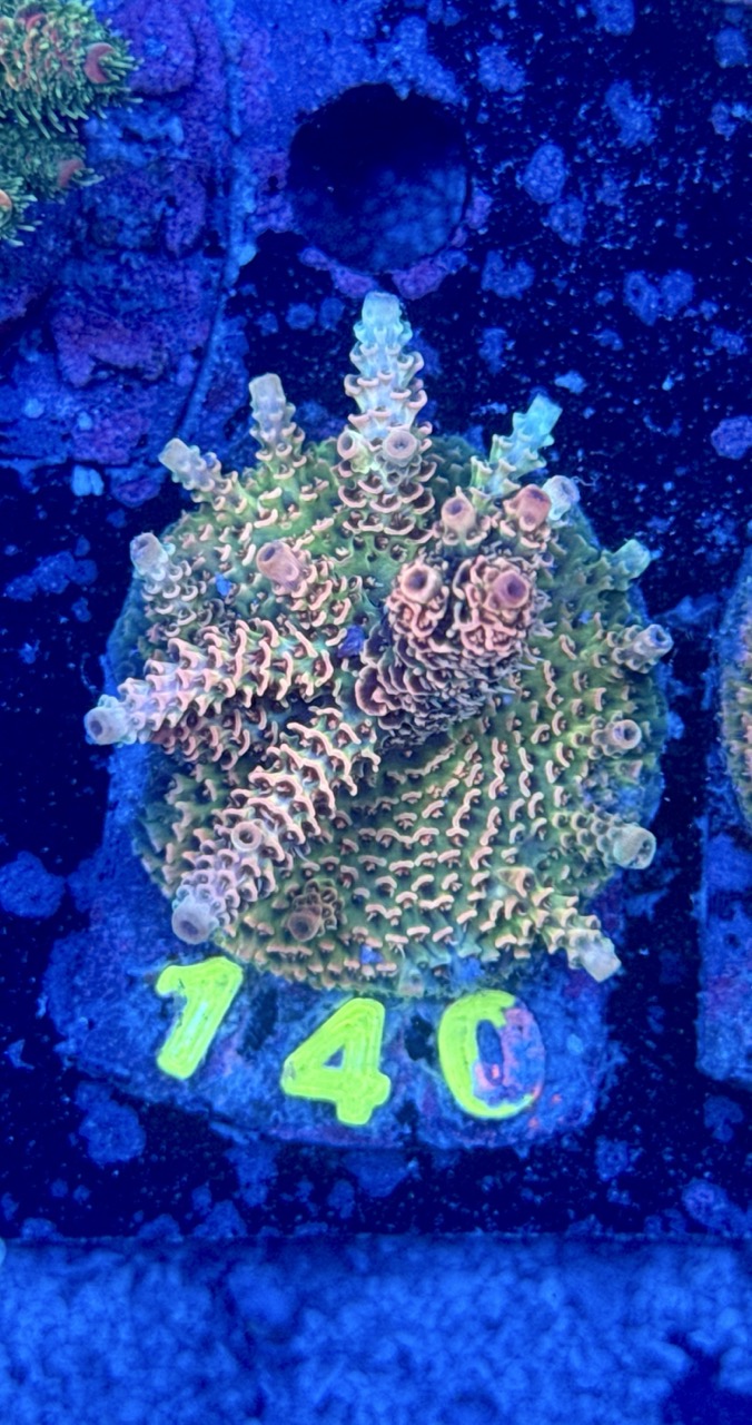 Acropora millepora M, WYSIWYG