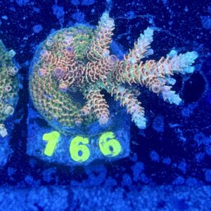 Acropora millepora M, WYSIWYG