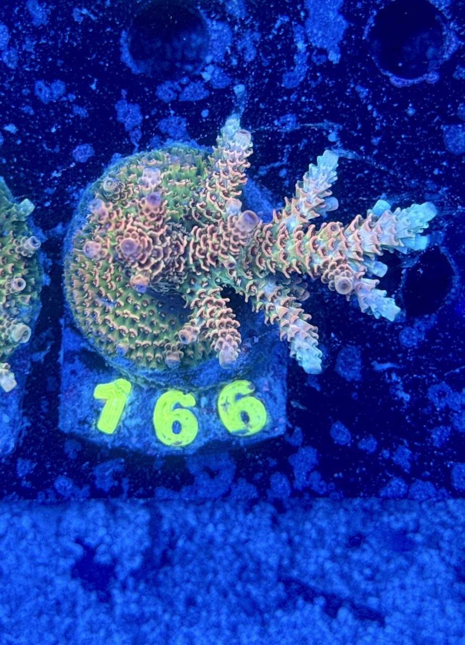 Acropora millepora M, WYSIWYG