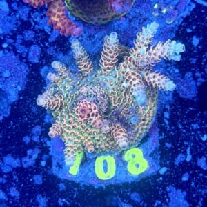 Acropora millepora M, WYSIWYG