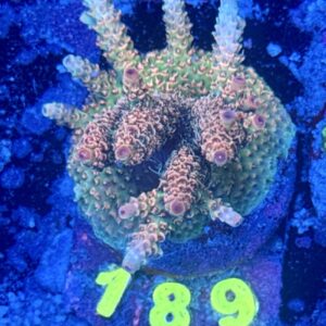 Acropora millepora M, WYSIWYG