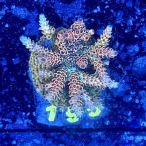 Acropora millepora M, WYSIWYG