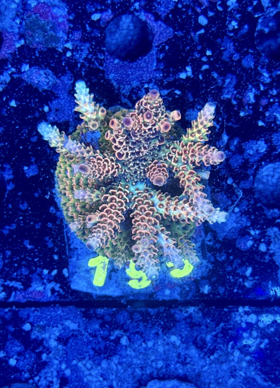 Acropora millepora M, WYSIWYG