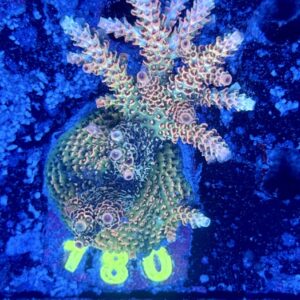 Acropora millepora M, WYSIWYG
