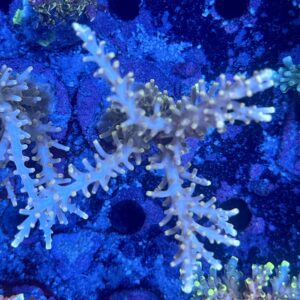 Acropora echinata M, WYSIWYG