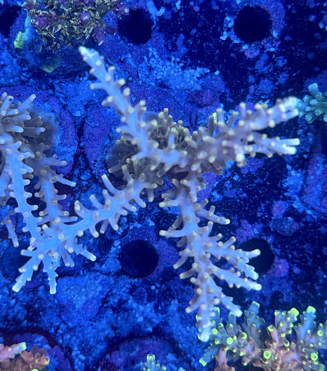 Acropora echinata M, WYSIWYG
