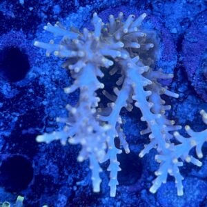Acropora echinata M, WYSIWYG